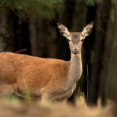 Casa Sandra - Carlota Lousã
