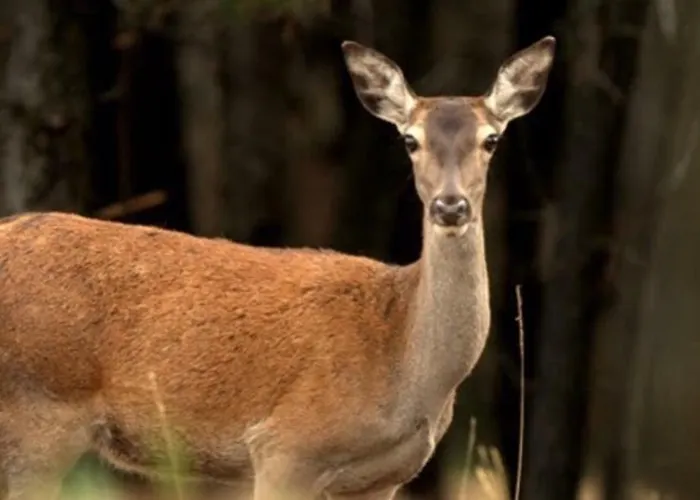 Casa Sandra - Carlota Lousã